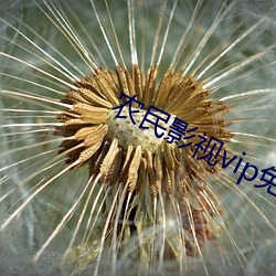 農民影視vip免費下載