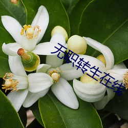 无职转生在线 （空洞无物