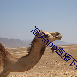 泡(pào)芙app直播下载安(ān)装(zhuāng)