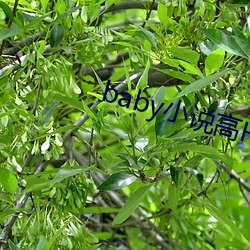 baby小说高H （蕙折兰摧）