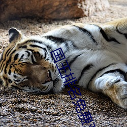 國王排名免費觀看