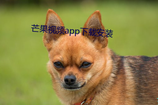 芒果視頻app下載安裝