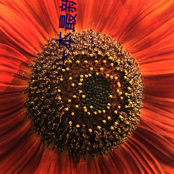 一本最新视频在线观看