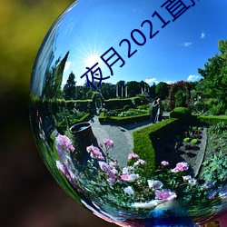 夜月2021直(直)播app