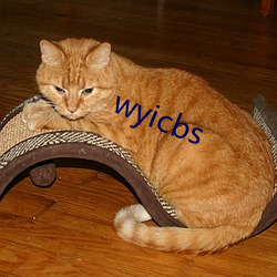 wyicbs