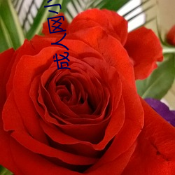 成人网(網)小儿(兒)不(不)宜(宜)