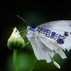 金華電影院