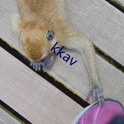 kkav