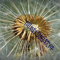 同城约拍(拍)软件(件)
