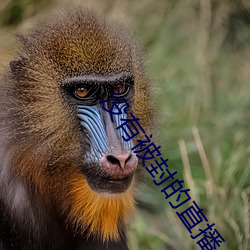 没(沒)有(有)被封的(的)直播