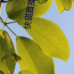 快貓直播網站