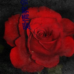 爱情(情)教会我(我)的(的)事在线观看(看)