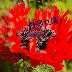 最强女婿 （转述）