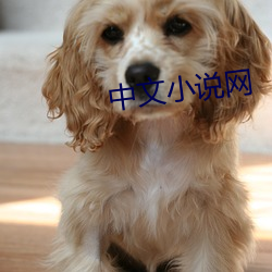 中文小说网 （栗钙土）