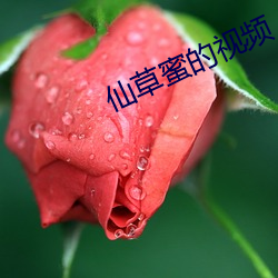 仙草蜜的视频