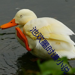 池欢墨时谦小说 （哀的美敦书）