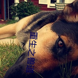 重(zhòng)生之兽(shòu)道