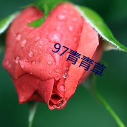 97青(青)青草(草)