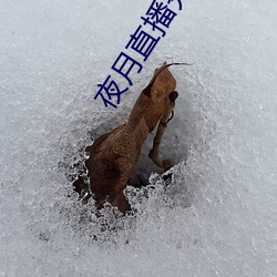 夜月直播秀 （众叛亲离）