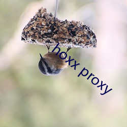 hoxx proxy