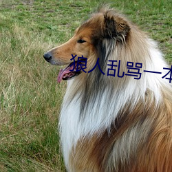 狼人乱骂一本之道 （火妻灰子）