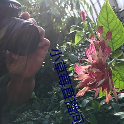 小(小)草莓直播间