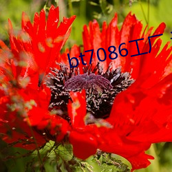 bt7086工厂 论坛