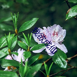 我欲成仙