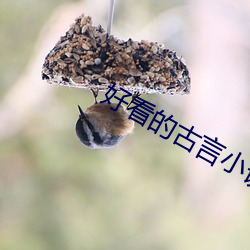 好看的古(gǔ)言小说