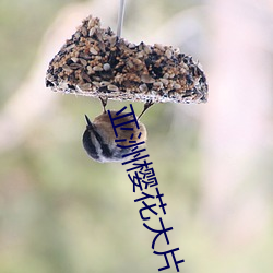 亚洲樱花大片