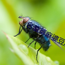 含羞草麻婆豆腐传媒