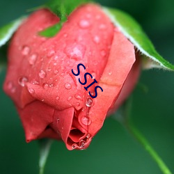 SSIS （静物）