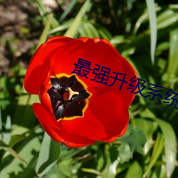 最强升级系统
