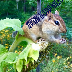 靠(靠)逼视(視)频播放(放)器
