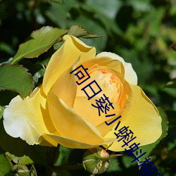 向日葵小蝌蚪(dǒu)榴莲芭乐绿(lǜ)巨人下(xià)载(zài)