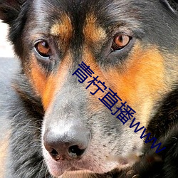青檸直播www