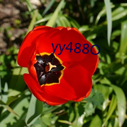 yy488O