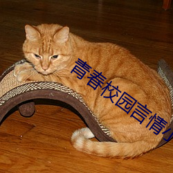 青春校园言情小说