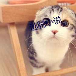 逃脱小说 （兵未血刃）