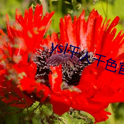 ysl千人千色官网 （意懒心灰）