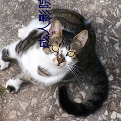 成人影院(yuàn)网址(zhǐ)