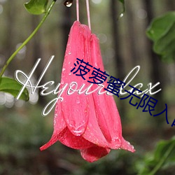 菠蘿蜜無限入口