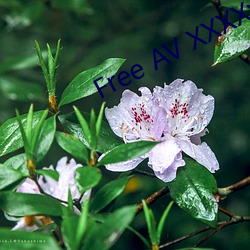 Free AV XXXXvideo
