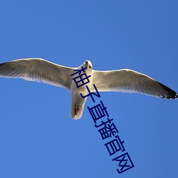 柚子直(直)播官网