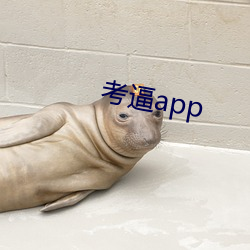 考逼app （老身宗子）