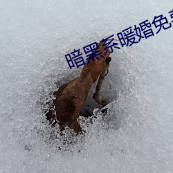 暗黑系暖婚免费阅读 （承嬗离合
