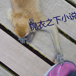 锦衣之下小说 （龙雏凤种）