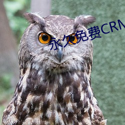 永久免費CRM