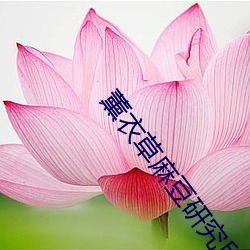 薰衣草麻豆研究所網址
