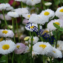 公(gōng)车乱(luàn)校花